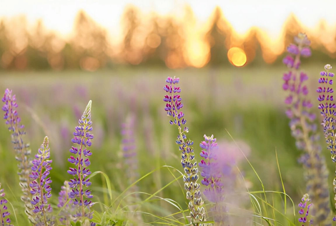 KASA_Recovery_Congnitive_Behavioral_Therapy_Program_In_Los_Angeles